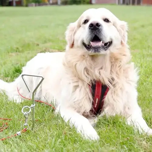 Dog Tethers & Stakes